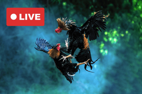 live stream